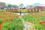 주왕산관광단지, 진보 객주공원 등 꽃양귀비 만개
