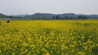 경주 주요 사적지, 튤립과 양귀비 등 봄꽃으로 만개!
