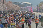 4년 만에 정상 개최하는 ‘경주벚꽃마라톤대회’...참가 열기 뜨겁다