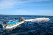 포항해경, 구룡포 인근해상 해양보호종 참고래 혼획
