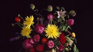코로나에도 꽃은 핀다, 사진작가 김예랑이 전해주는 꽃의 위로