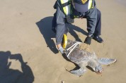 포항해경, 월포해수욕장 앞 푸른 바다거북 사체 발견