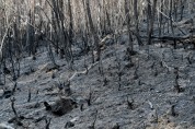 굿피플, 강원도 산불 피해 지역에 나무 심는다