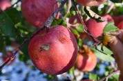 영주시, 우박으로 사과, 배추 등 430ha 농작물 피해 발생