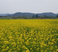 경주 주요 사적지, 튤립과 양귀비 등 봄꽃으로 만개!