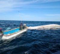 포항해경, 구룡포 인근해상 해양보호종 참고래 혼획